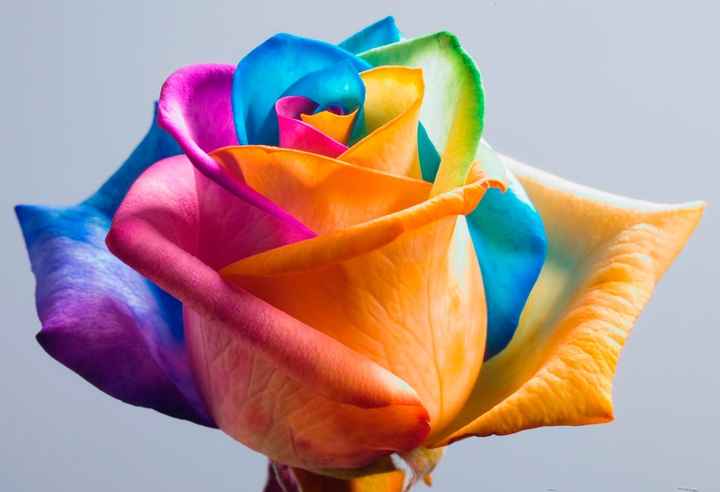 Rosa rainbow, lindas e raras. - 3