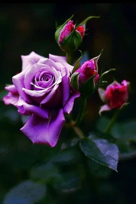 Rosa roxa! - 4