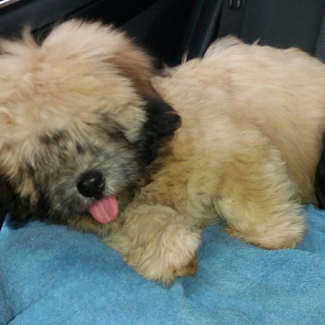 Um cachorrinho - 1