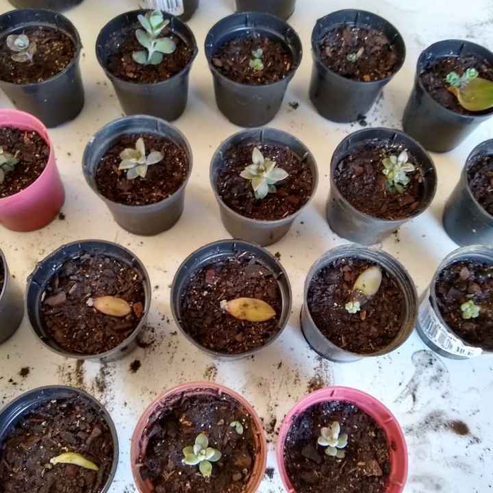Dica: Diy lembrancinha com suculenta - desde o plantio - 1