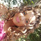 Dayane