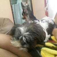 Vou sentir saudades mas sera preciso!! - 1