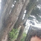 Oliveirarenatamoreira