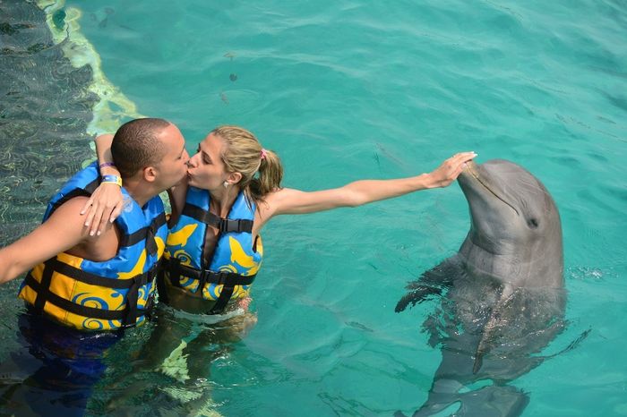 Dolphin Discovery