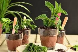 Brigadeiro de planta