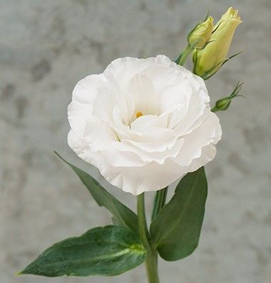 lisianthus!!