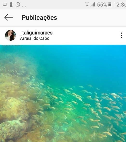 tem muitos peixes, corais, estrela do mar, ouriço... uma infinidade de seres