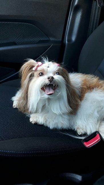 Pets no casamento #inspirações - 1