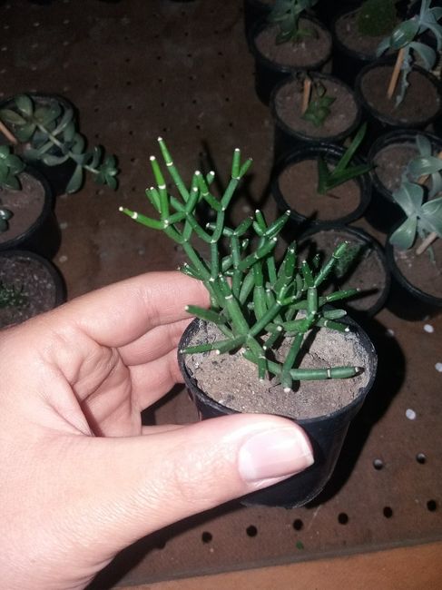 Cultivo de suculentas parte 2🌿 13