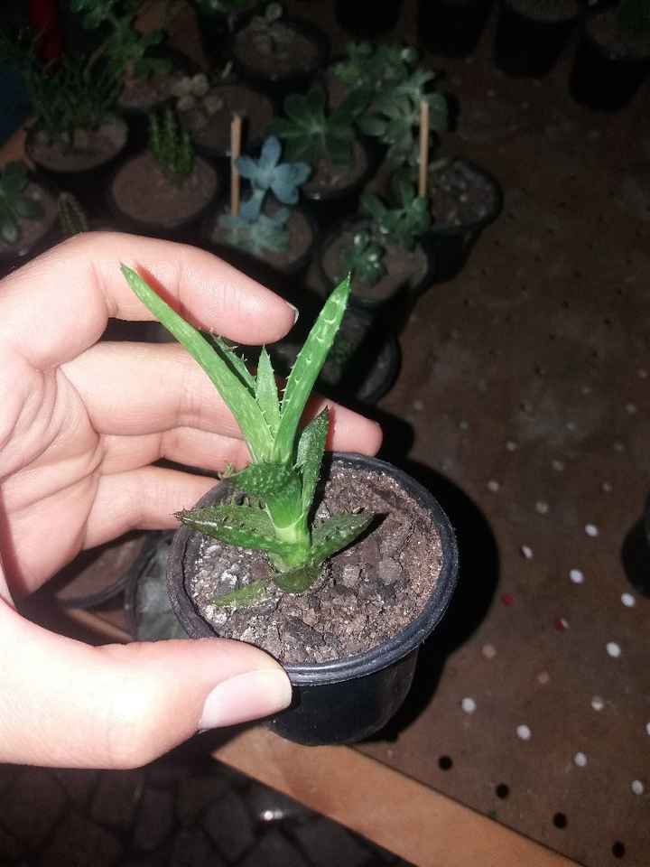 Cultivo de suculentas parte 2🌿 - 4