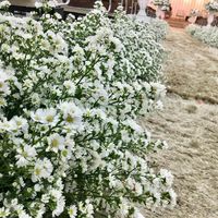  Flores da minha decoração #vemver - 1