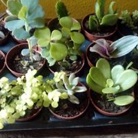 Suculentas 