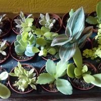 Suculentas 
