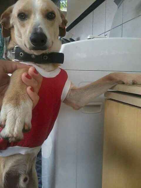 Pets no casamento - 1