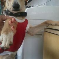 Pets no casamento - 1