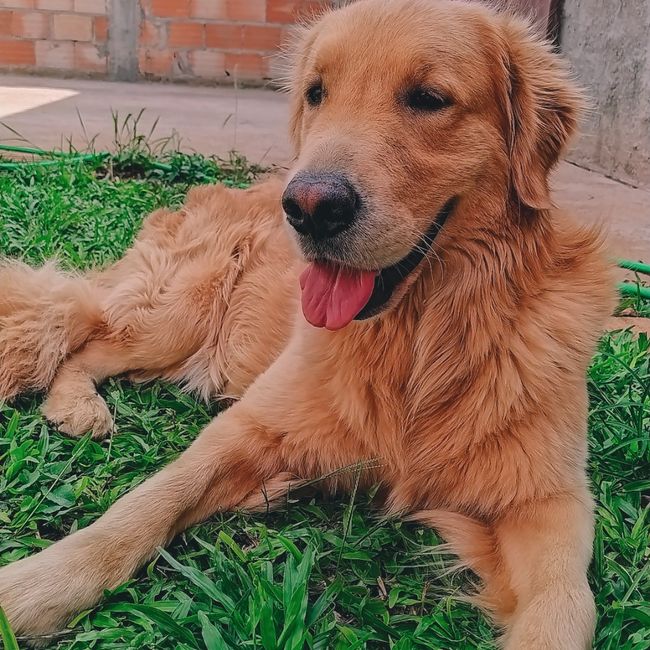 Já conversaram sobre… ter ou não ter pets? 1