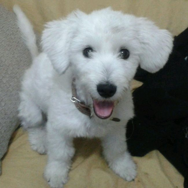 Cachorrinhos nos casamentos - 1