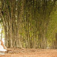 Nosso pre-wedding - 6