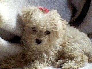 Nininha