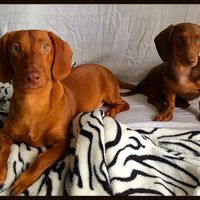 Pets no casamento - 1
