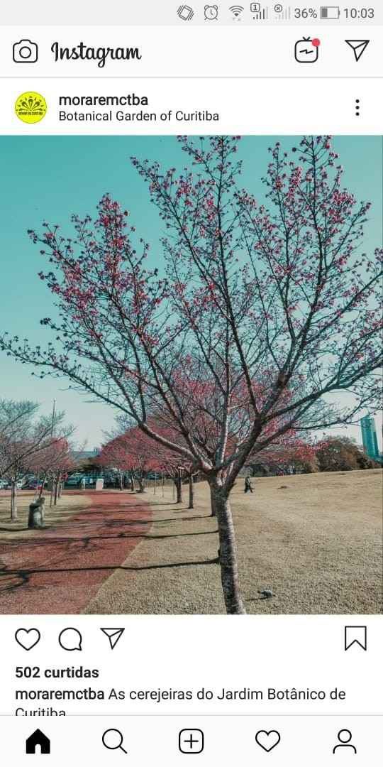 as flores começando a brotar!!