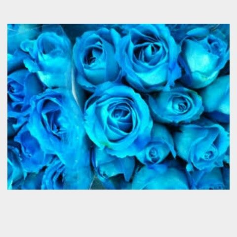 Festa in blue - 4
