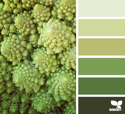 VERDE COUVE PALETA