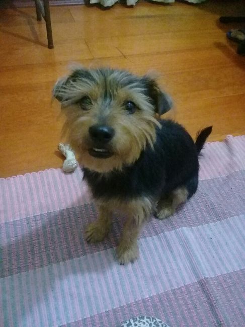 Noivinhas que têm animal dog - 1