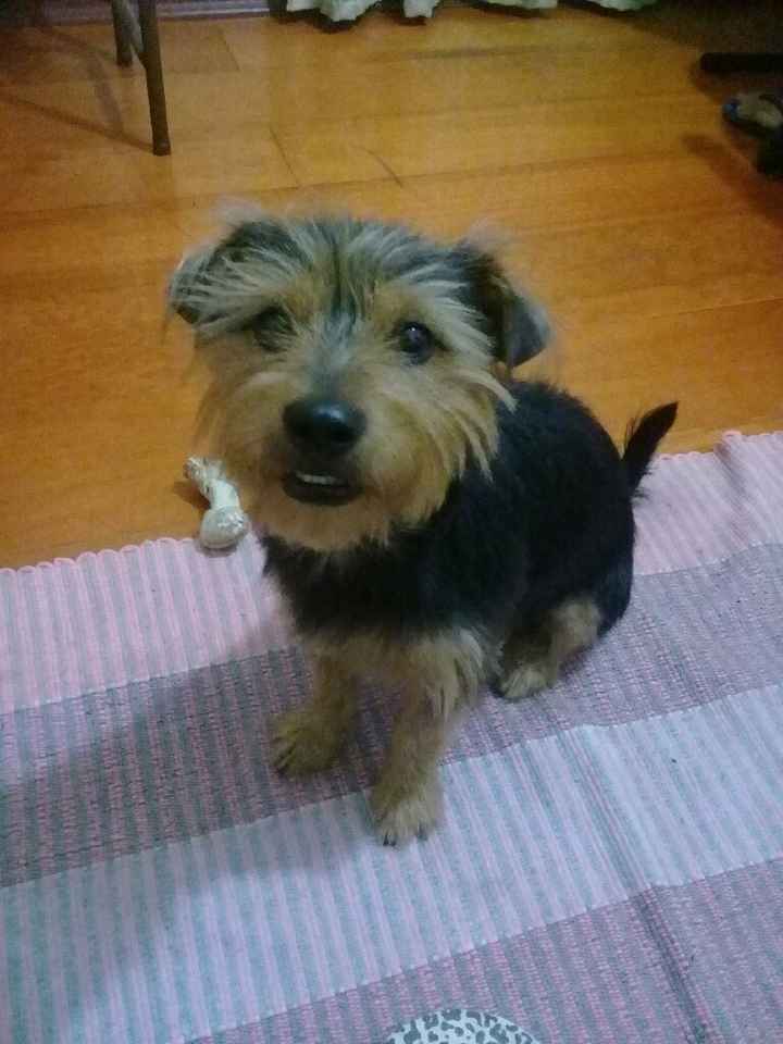 Noivinhas que têm animal dog - 1