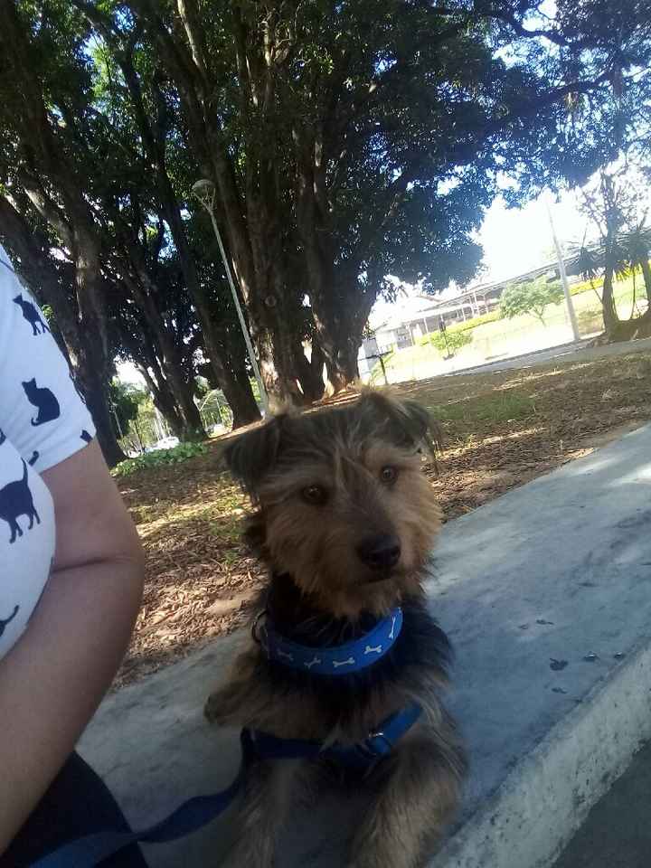 Noivinhas que têm animal dog - 2