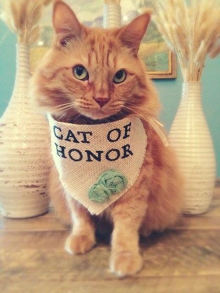 Como incluir seu gato no casamento? 2