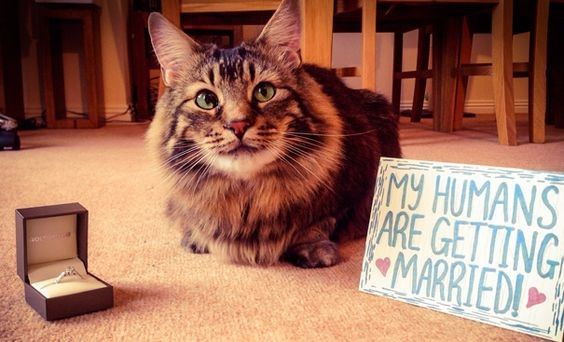 Como incluir seu gato no casamento? 3