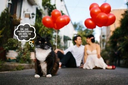 Como incluir seu gato no casamento? 4