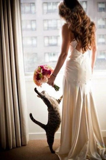 Como incluir seu gato no casamento? 6