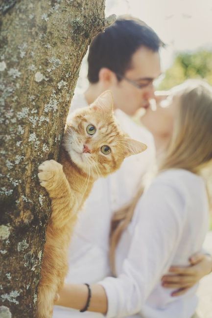 Como incluir seu gato no casamento? 7
