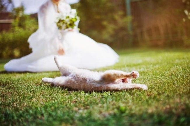 Como incluir seu gato no casamento? 9