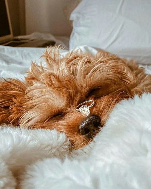 As mais lindas formas de fotografar a aliança! 7