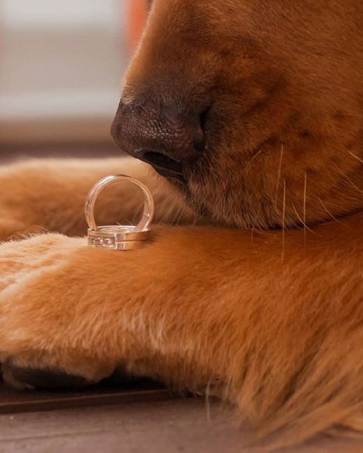 As mais lindas formas de fotografar a aliança! 8