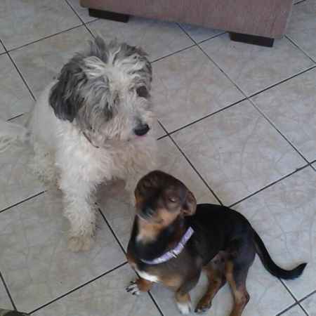 Cachorros carregando as alianças - 1