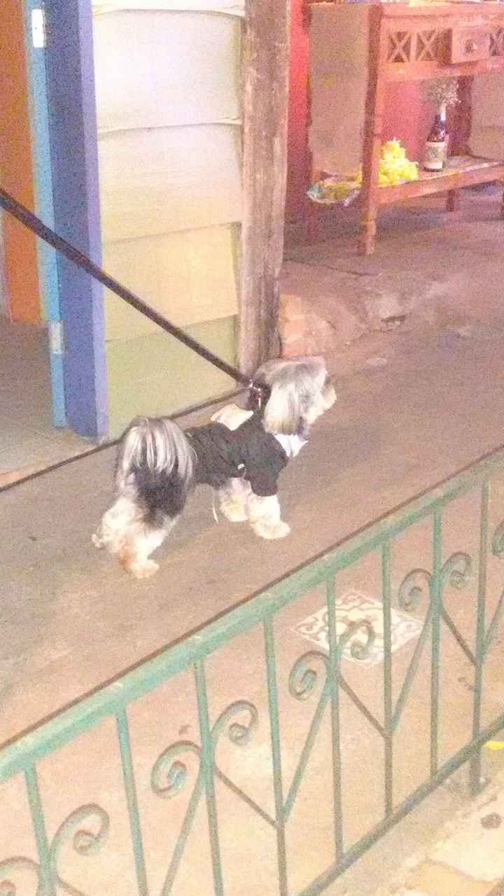 Já foi a um casamento com um cãozinho como destaque? - 1