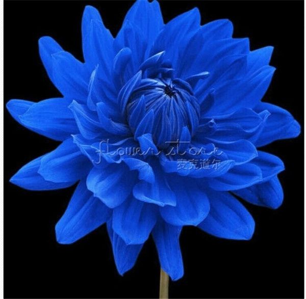 Escolhi a flor do meu bouquet vem veeer - 1