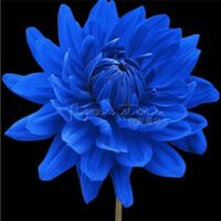 Escolhi a flor do meu bouquet vem veeer - 1