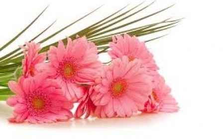 Bouquet de Margaridas