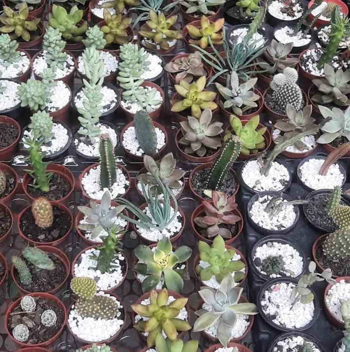 Exemplo de plantinhas dela