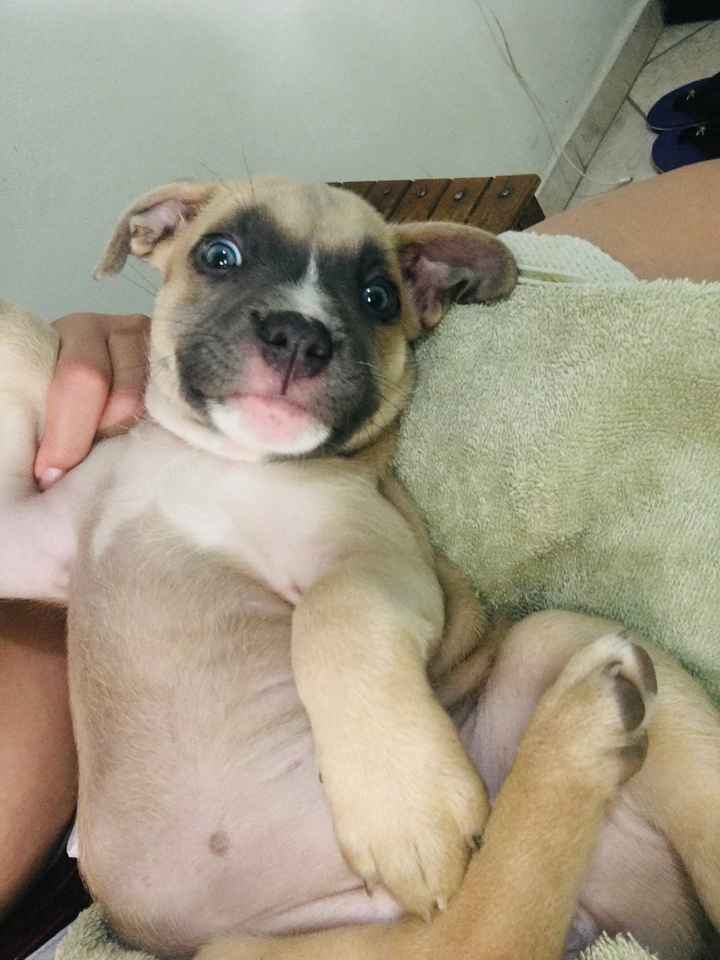 Com pet ou sem pet? - 1