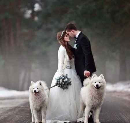 Animais no casamento - 1