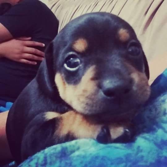 Eu também vou mamãe - 1