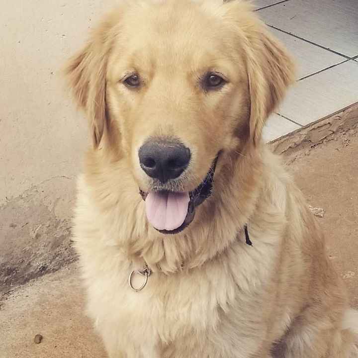 Simba