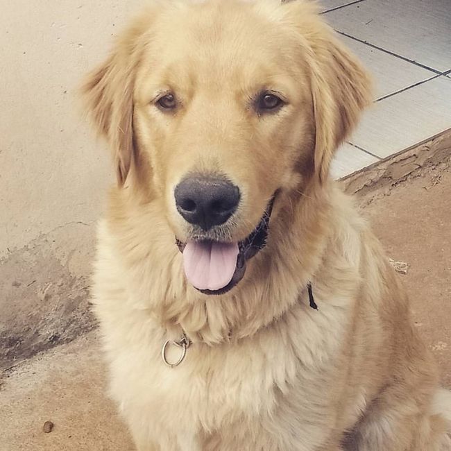 Simba