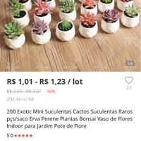 Mini suculentas onde comprar? - 1
